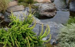 Well's Emerald Creeper Norway Spruce - 3 Gallon Pot -Garden Plants picea abies wells emerald spreader 3