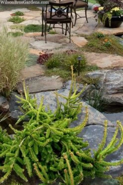 Well's Emerald Creeper Norway Spruce - 3 Gallon Pot -Garden Plants picea abies wells emerald spreader 4