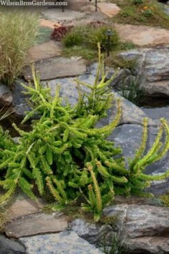 Well's Emerald Creeper Norway Spruce - 3 Gallon Pot