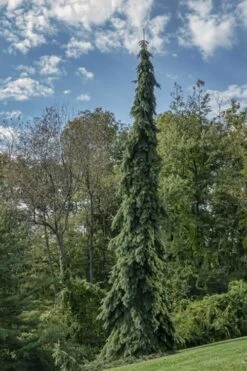 Weeping White Spruce (Picea Glauca 'Pendula') - 5 Gallon Pot 14 Weeping White Spruce (Picea Glauca 'Pendula') - 5 Gallon Pot -Garden Plants picea glauca pendula weeping white spruce 21