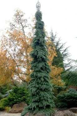 Weeping White Spruce (Picea Glauca 'Pendula') - 1 Gallon Pot 15 Weeping White Spruce (Picea Glauca 'Pendula') - 1 Gallon Pot -Garden Plants picea glauca pendula weeping white spruce 3 1