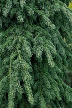 Weeping White Spruce (Picea Glauca 'Pendula') - 5 Gallon Pot 11 Weeping White Spruce (Picea Glauca 'Pendula') - 5 Gallon Pot -Garden Plants picea glauca pendula weeping white spruce 4