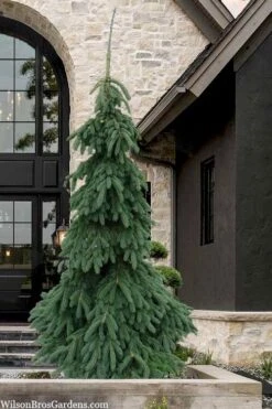 Weeping White Spruce (Picea Glauca 'Pendula') - 1 Gallon Pot 12 Weeping White Spruce (Picea Glauca 'Pendula') - 1 Gallon Pot -Garden Plants picea glauca pendula weeping white spruce 7 1