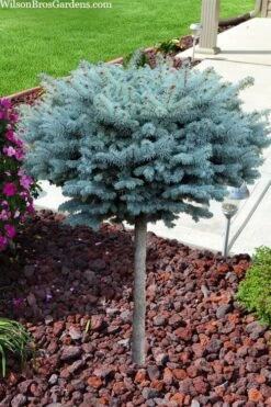 Dwarf Globe Blue Spruce Topiary Tree (Picea Pungens 'Globosa') - 5 Gallon Pot -Garden Plants picea pungens glauca globosa dwarf globe colorado blue spruce topiary tree 2