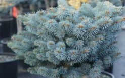 Dwarf Globe Blue Spruce Topiary Tree (Picea Pungens 'Globosa') - 5 Gallon Pot -Garden Plants picea pungens globosa dwarf globe blue spruce 2