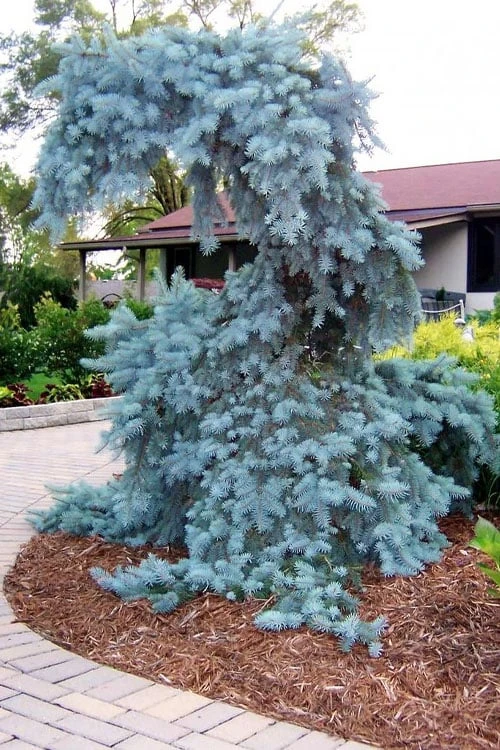 The Blues Colorado Spruce (Picea Pungens) - 6 Gallon Pot (2-3') 6 The Blues Colorado Spruce (Picea Pungens) - 6 Gallon Pot (2-3') - Image 6