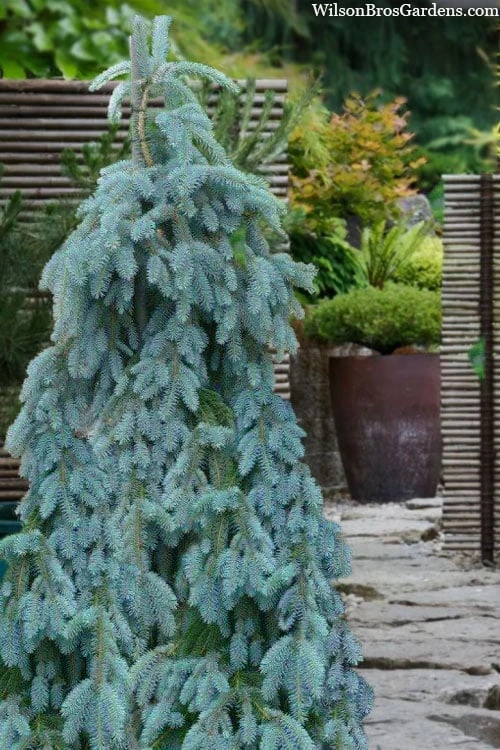 The Blues Colorado Spruce (Picea Pungens) - 6 Gallon Pot (2-3') 8 The Blues Colorado Spruce (Picea Pungens) - 6 Gallon Pot (2-3') - Image 8