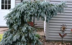 The Blues Colorado Spruce (Picea Pungens) - 6 Gallon Pot (2-3') 11 The Blues Colorado Spruce (Picea Pungens) - 6 Gallon Pot (2-3') -Garden Plants picea pungens the blues colorado blue spruce 4 1