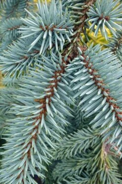 The Blues Colorado Spruce (Picea Pungens) - 6 Gallon Pot (4-5') -Garden Plants picea pungens the blues colorado blue spruce 9