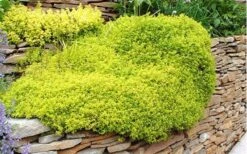 Archers Gold Lemon Thyme - Thymus Citriodorus - 10 Pack Of Pint Pots -Garden Plants picture 8232 archers gold thyme