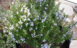 Tuscan Blue Rosemary - 1 Gallon Pot 9 Tuscan Blue Rosemary - 1 Gallon Pot -Garden Plants picture 8376 tuscan blue rosemary