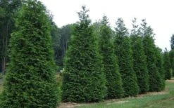 Green Giant Arborvitae - 7 Gallon Pot (5-6') 9 Green Giant Arborvitae - 7 Gallon Pot (5-6') -Garden Plants picture arborvitae green giant 2