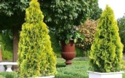 Highlights Arborvitae Thuja Janed Gold - 6 Gallon Pot -Garden Plants picture arborvitaejanedgold 2 1