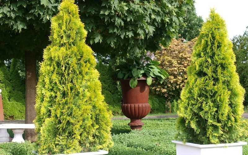 Highlights Arborvitae Thuja Janed Gold - 1 Gallon Pot 5 Highlights Arborvitae Thuja Janed Gold - 1 Gallon Pot - Image 5