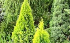 Highlights Arborvitae Thuja Janed Gold - 1 Gallon Pot 8 Highlights Arborvitae Thuja Janed Gold - 1 Gallon Pot -Garden Plants picture arborvitaejanedgold 3