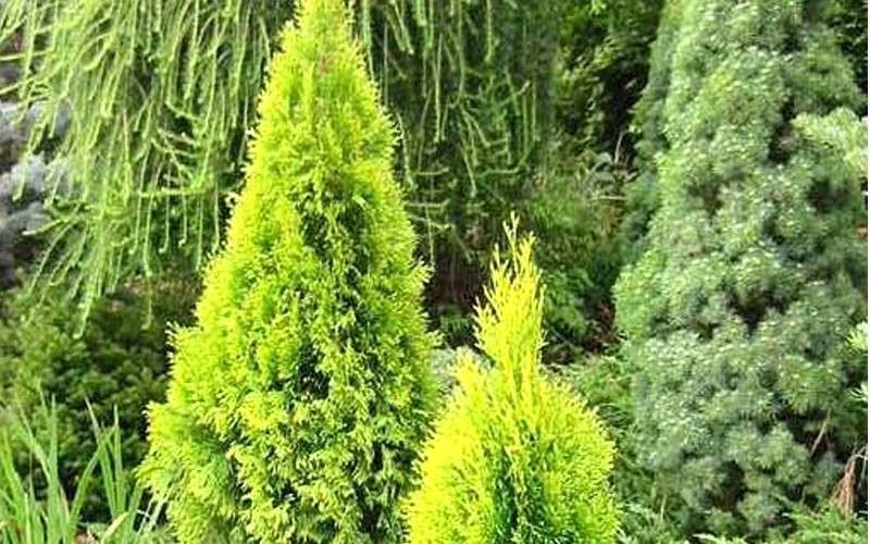 Highlights Arborvitae Thuja Janed Gold - 1 Gallon Pot 4 Highlights Arborvitae Thuja Janed Gold - 1 Gallon Pot - Image 4