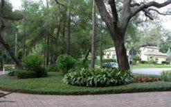 Asian Jasmine - Asiatic Jasmine - 6 Pack Of Pint Pots -Garden Plants picture asian jasmine 8