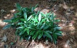 Dwarf Green Aucuba - Japanese Laurel - 3 Gallon Pot -Garden Plants picture aucuba dwarf green shrub 1