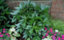 Sawtoothed Aucuba Serratifolia - 1 Gallon Pot -Garden Plants picture aucuba sawtoothed 1