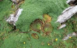 Elfin Creeping Thyme - Thymus Serpyllum Elfin - 6 Pack Of 3.5" Pint Pots 11 Elfin Creeping Thyme - Thymus Serpyllum Elfin - 6 Pack Of 3.5" Pint Pots -Garden Plants picture creeping thyme elfin 4 2