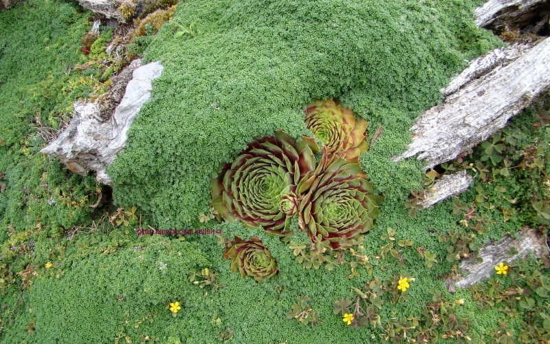 Elfin Creeping Thyme (Thymus Serpyllum 'Elfin') - 5 Pack Of Quart Pots 5 Elfin Creeping Thyme (Thymus Serpyllum 'Elfin') - 5 Pack Of Quart Pots - Image 5