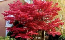 Red 'N Summer Japanese Maple - Acer Palmatum 'Hefner's Red' - 3 Gallon Pot -Garden Plants picture japanese maple hefners red fall