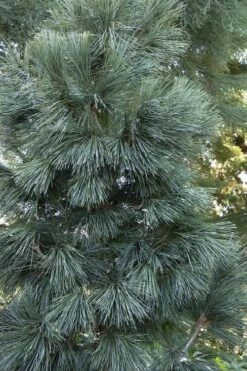 Tip Top Dwarf Columnar Swiss Stone Pine (Pinus Cembra) - 5 Gallon Pot -Garden Plants pinus cembra tip top swiss stone pine 4