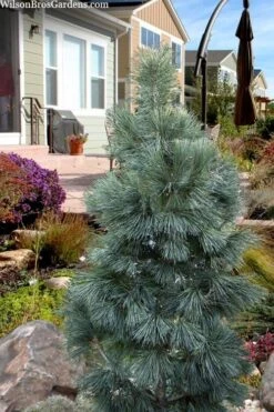 Tip Top Dwarf Columnar Swiss Stone Pine (Pinus Cembra) - 5 Gallon Pot -Garden Plants pinus cembra tip top swiss stone pine 6