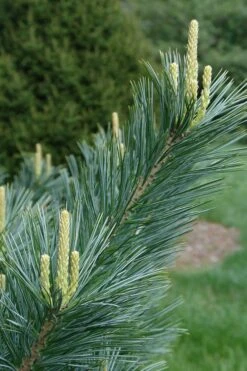 Vanderwolf's Pyramid Limber Pine (Pinus Flexilis) - 2 Gallon Pot -Garden Plants pinus flexilis vanderwolfs pyramid limber pine 3 1