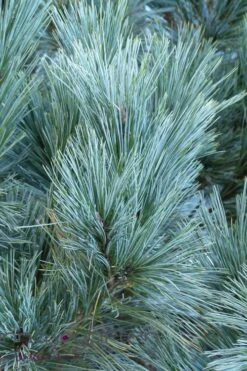 Vanderwolf's Pyramid Limber Pine (Pinus Flexilis) - 7 Gallon Pot -Garden Plants pinus flexilis vanderwolfs pyramid limber pine 4 2