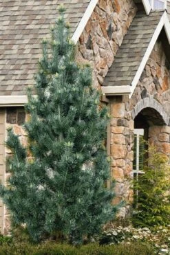 Vanderwolf's Pyramid Limber Pine (Pinus Flexilis) - 2 Gallon Pot