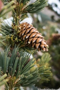 Vanderwolf's Pyramid Limber Pine (Pinus Flexilis) - 2 Gallon Pot -Garden Plants pinus flexilis vanderwolfs pyramid limber pine 6 1