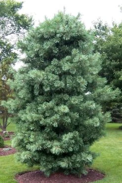 Silveray Korean Pine (Pinus Koraiensis) - 3 Gallon Pot