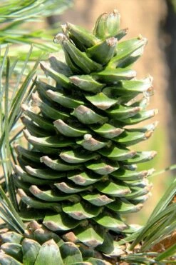 Silveray Korean Pine (Pinus Koraiensis) - 3 Gallon Pot -Garden Plants pinus koraiensis silveray korean pine 2