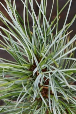 Silveray Korean Pine (Pinus Koraiensis) - 3 Gallon Pot -Garden Plants pinus koraiensis silveray korean pine 3