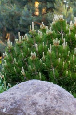 Dwarf Swiss Mountain Pine (Pinus Mugo 'Pumilio') - 2 Gallon Pot -Garden Plants pinus mugo pumilio dwarf swiss mountain pine 3