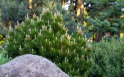 Dwarf Swiss Mountain Pine (Pinus Mugo 'Pumilio') - 2 Gallon Pot -Garden Plants pinus mugo pumilio dwarf swiss mountain pine 4