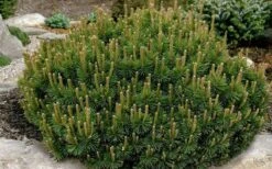 Dwarf Swiss Mountain Pine (Pinus Mugo 'Pumilio') - 2 Gallon Pot -Garden Plants pinus mugo pumillo dwarf swiss mountain pine 1