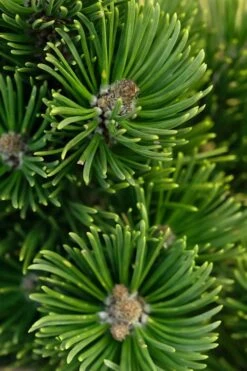 Sherwood Compact Mugo Pine Single Trunk Topiary Tree - 2 Gallon Pot -Garden Plants pinus mugo sherwood compact mountain pine 1