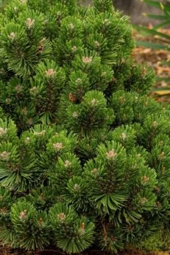 Sherwood Compact Mugo Pine Single Trunk Topiary Tree - 2 Gallon Pot -Garden Plants pinus mugo sherwood compact mountain pine 2