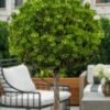 Sherwood Compact Mugo Pine Single Trunk Topiary Tree - 2 Gallon Pot