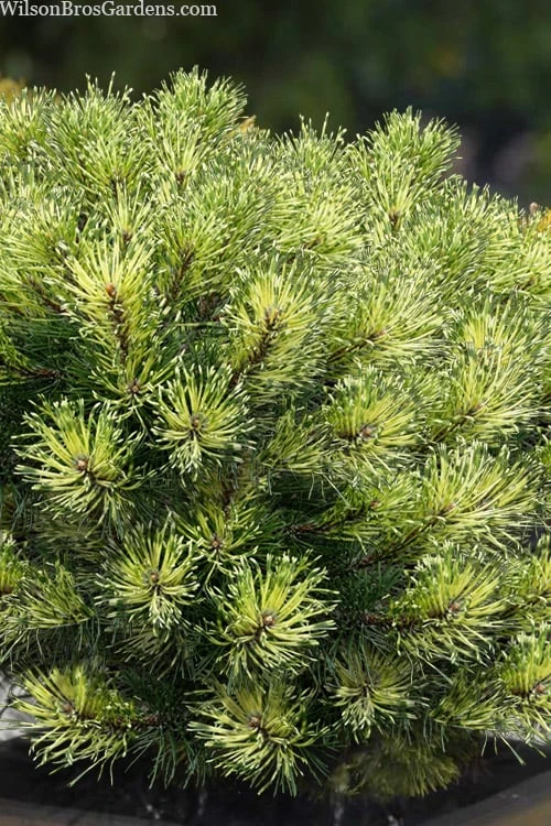 Sunshine Mugo Pine - 2 Gallon Pot 4 Sunshine Mugo Pine - 2 Gallon Pot - Image 4