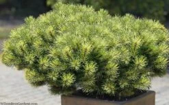 Sunshine Mugo Pine - 2 Gallon Pot 13 Sunshine Mugo Pine - 2 Gallon Pot -Garden Plants pinus mugo sunshine mugo pine 11