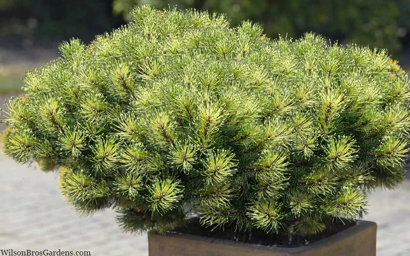 Sunshine Mugo Pine - 2 Gallon Pot 6 Sunshine Mugo Pine - 2 Gallon Pot - Image 6