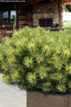 Sunshine Mugo Pine - 2 Gallon Pot 12 Sunshine Mugo Pine - 2 Gallon Pot -Garden Plants pinus mugo sunshine mugo pine 15