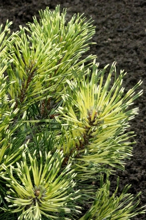 Sunshine Mugo Pine - 2 Gallon Pot 1 Sunshine Mugo Pine - 2 Gallon Pot
