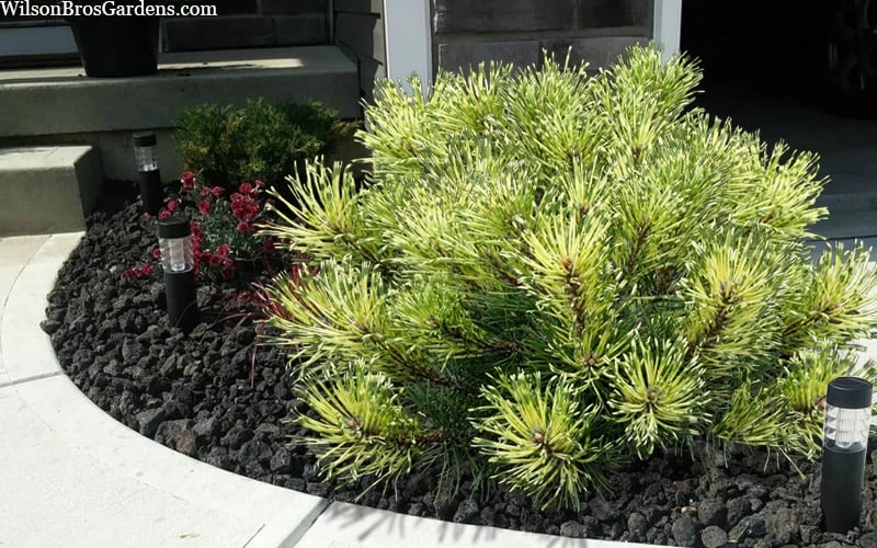 Sunshine Mugo Pine - 2 Gallon Pot 8 Sunshine Mugo Pine - 2 Gallon Pot - Image 8