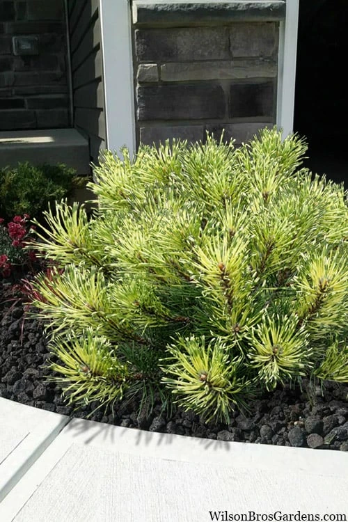 Sunshine Mugo Pine - 2 Gallon Pot 7 Sunshine Mugo Pine - 2 Gallon Pot - Image 7