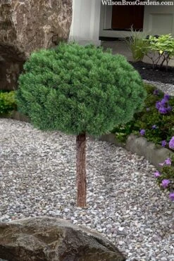 Valley Cushion Mugo Pine Single Trunk Topiary Tree - 2 Gallon Pot -Garden Plants pinus mugo valley cushion mugo pine single trunk topiary tree 4 1