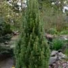 Frank's Columnar Austrian Black Pine (Pinus Nigra) - 5 Gallon Pot